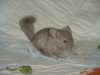 1 мес и 1 неделя