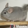 Зарина