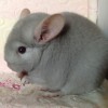 Пончик