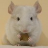 Дависия