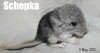 Щепке два дня