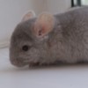 Фунтик