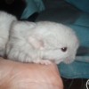 Фауст