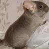 Григорий