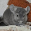 Наоми