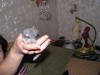 Макар Кусикович