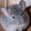 Корней