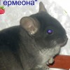 Данави Парис