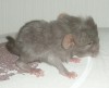 2дня