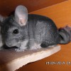 Кузя