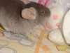 5,5 месяцев