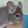 Пончик