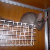 Счастливчик