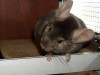 ну очень любопытный нос...