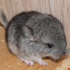 Елгава