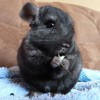 Маришка