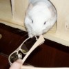 Снежка