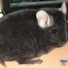 Эмир