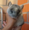 2 мес