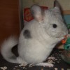 Каспер