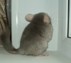 2 мес.