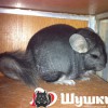 Клоя