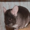 Нора