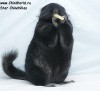 7,5 мес