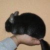 Ракель