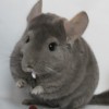 Наина