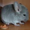 Фантик