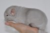 1 мес 3 нед