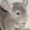 Ингрид Арктик Шиншилла