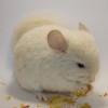 Лилла