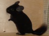 2,5 месяца