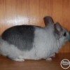 Мартик