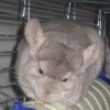 Лила