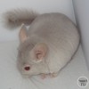 Мимоза