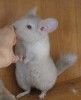 Светлая фиолетовая пастель