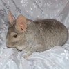 Сева