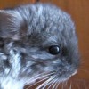 Ласка