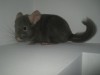 4 месяца