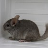 Сара