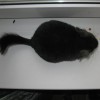 Дакота