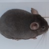 Эйлис