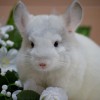 Персефона_ЧинЛайф