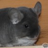 Михримах