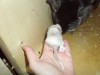 1 месяц