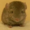 Эдим