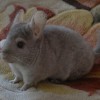 Кекс